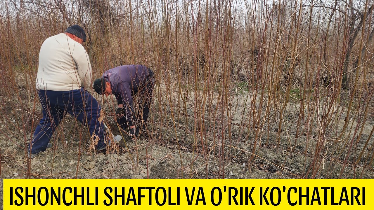 ISHONCHLI SHAFTOLI VA O'RIK KO'CHATLARI SOTUVDA. +998912025521