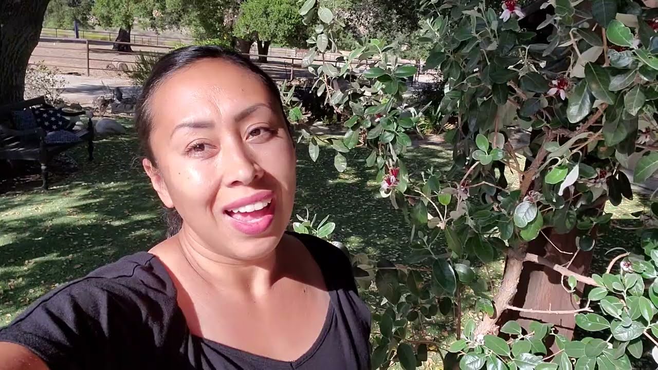 Pineapple Guava Growing In a Container (Update) Its Flowering like Crazy ! Tasting the peddles