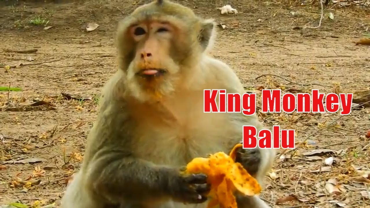 King Monkey Balu Enjoy Eating Ripe Mango, Then He Goes To Sleep On The High Tree