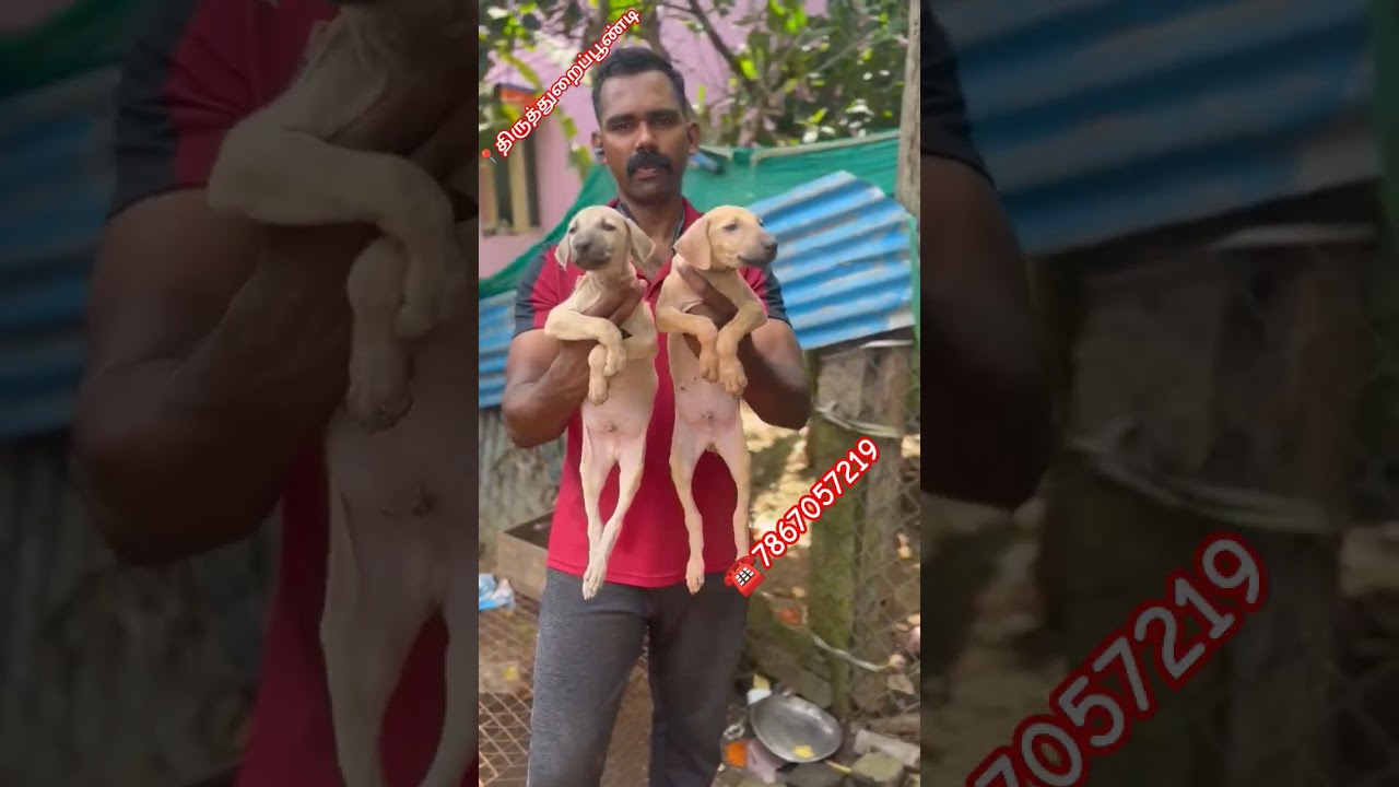 Chippiparai puppies Available 