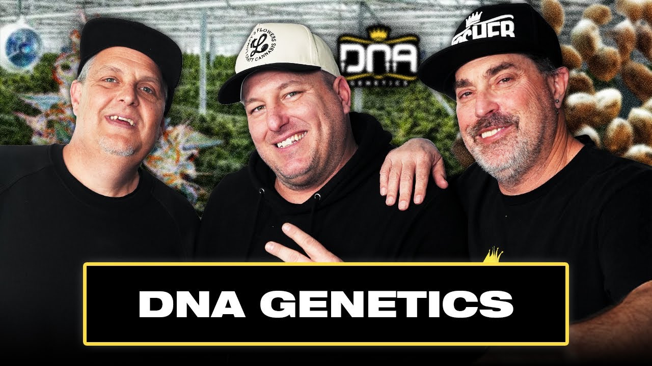 DNA Genetics: Unique Strains for Hash, Amsterdam Beginnings, Legacy Partnership