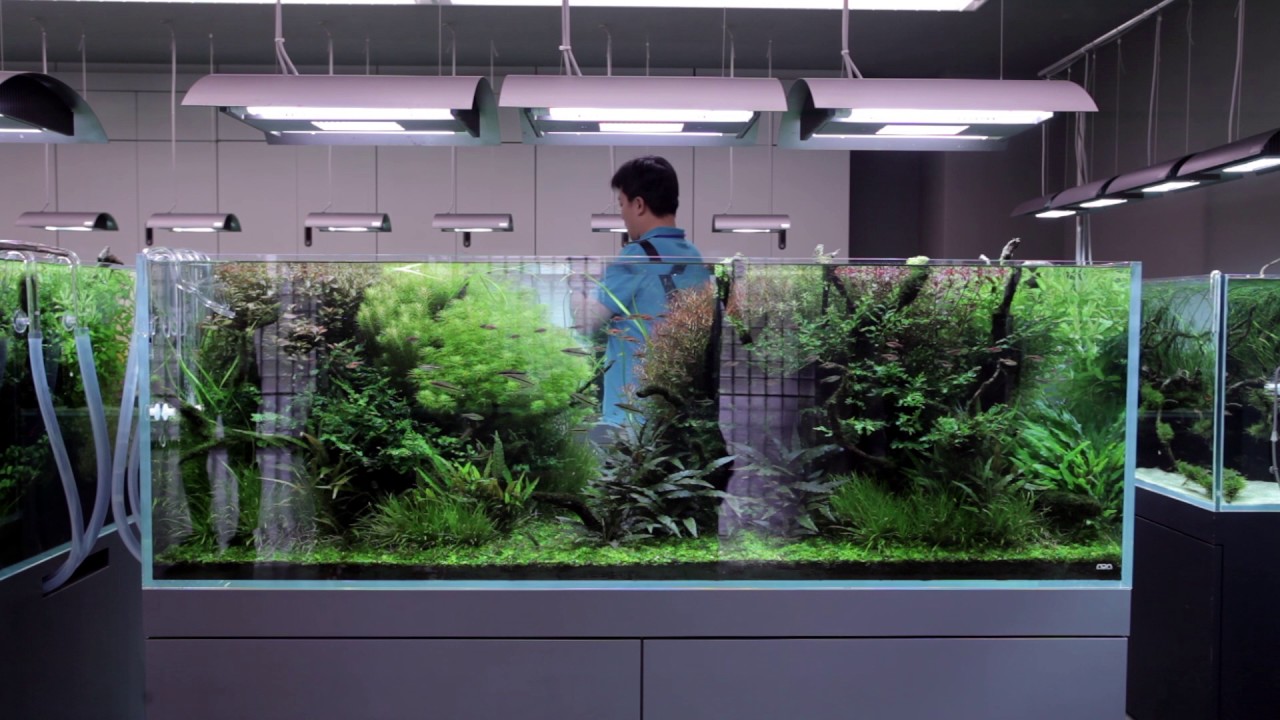 Nature Aquarium Gallery