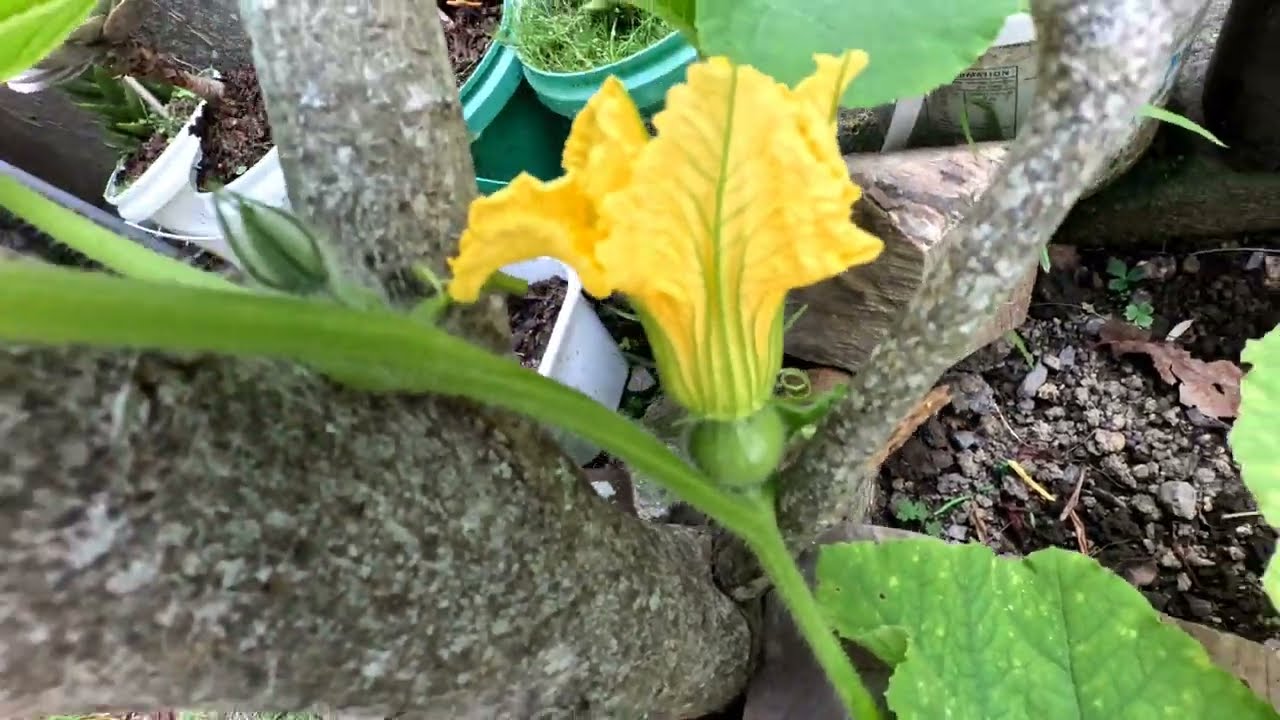 Pumpkin 🎃 update and House 🏠work@Buhay New zealand 🇳🇿 