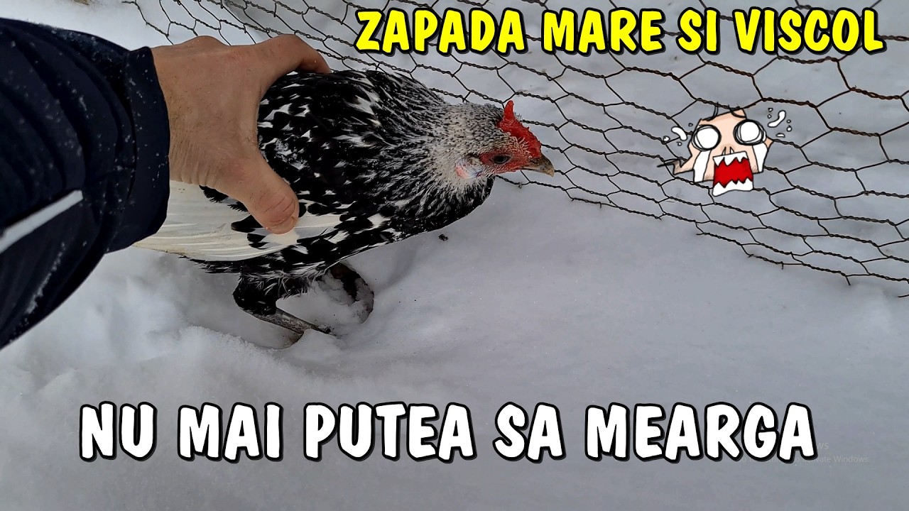 Viața la țară - SURPRIZĂ!😲  am găsit o găinușă aproape înghețată în Viscol ❗ cod roșu de ninsori