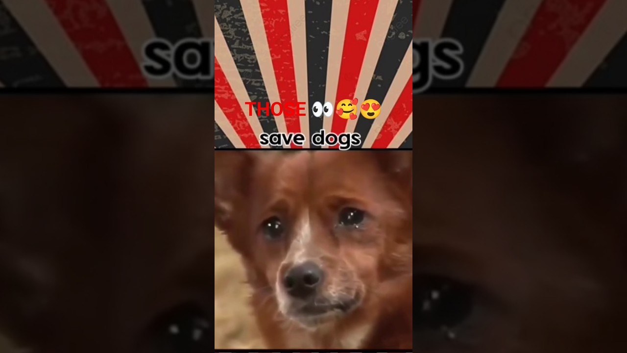 Bejuban Ka Dard: Please Drive Slowly 🐕