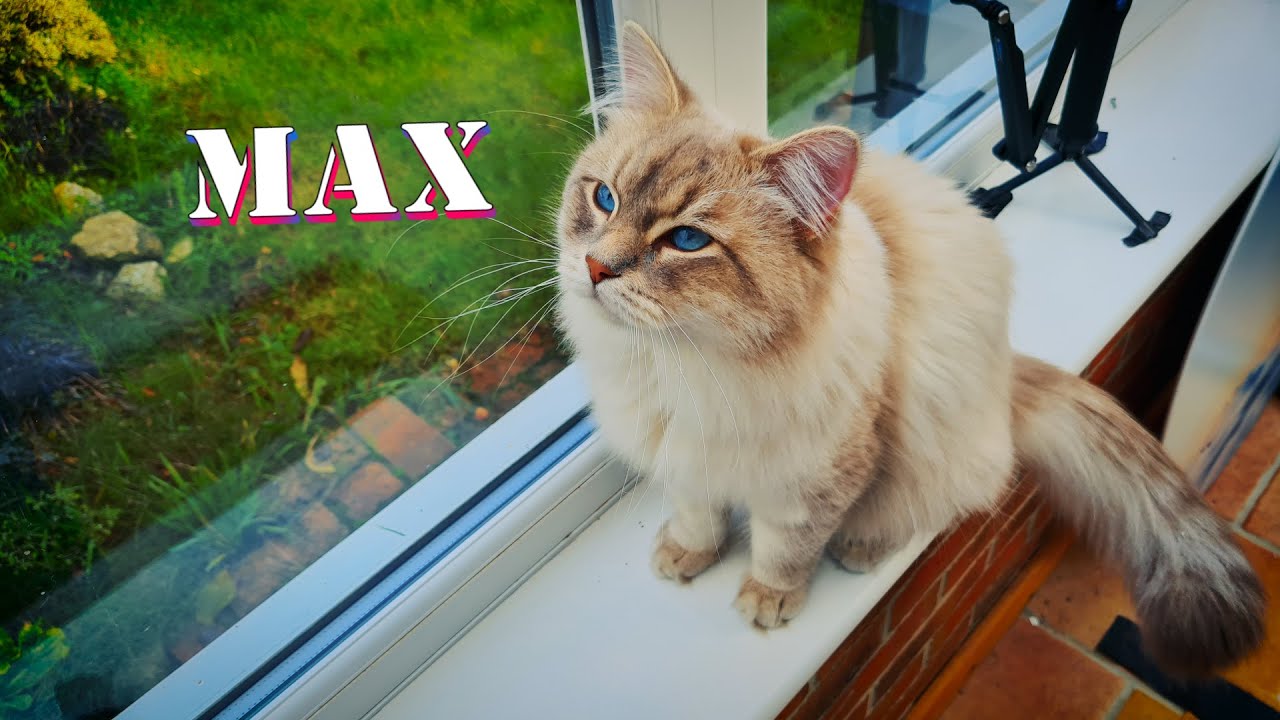 Meet Max the Blue Point Neva Masquerade