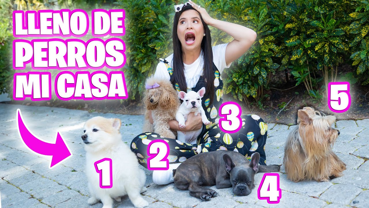 NUEVOS CACHORROS FRENCHIES! 🔥 Reacción de mis Perros a los Nuevos Integrantes 😱 El Mundo de Camila 🔥