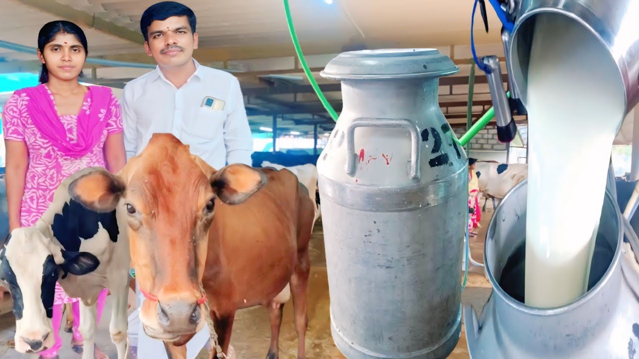 50 மாடுகள் 500 லிட்டர் பால் கல்லூரி பேராசிரியர் ஆரம்பித்த Dairy farm | Aroma Society | Siva Arun Tv