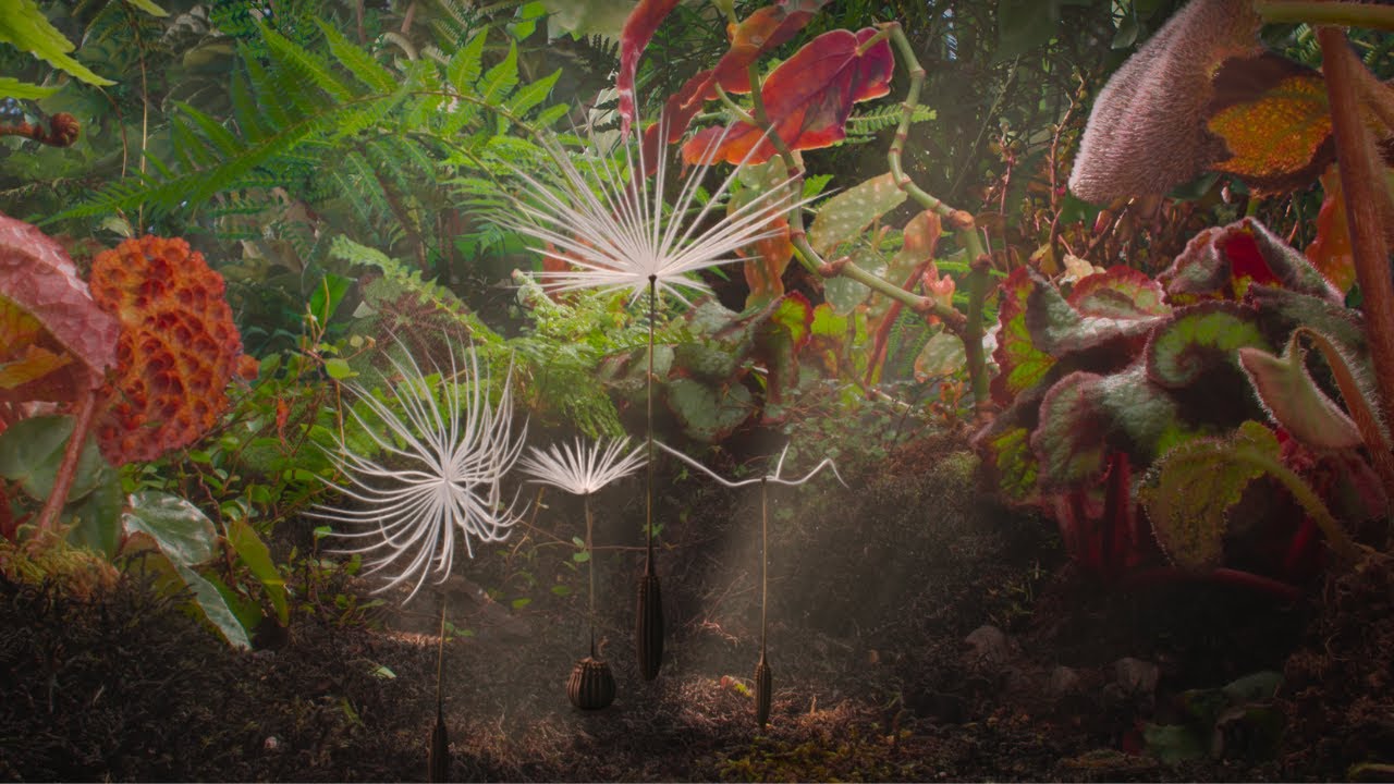 Extrait - PLANÈTES (Dandelion's Odyssey) dir. Momoko Seto