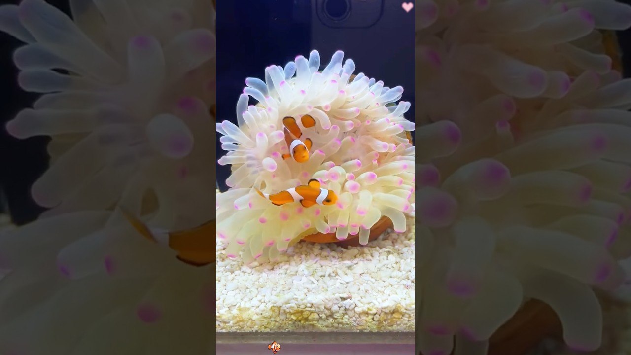 clownfish #animals #Friendship #Us #Nemo