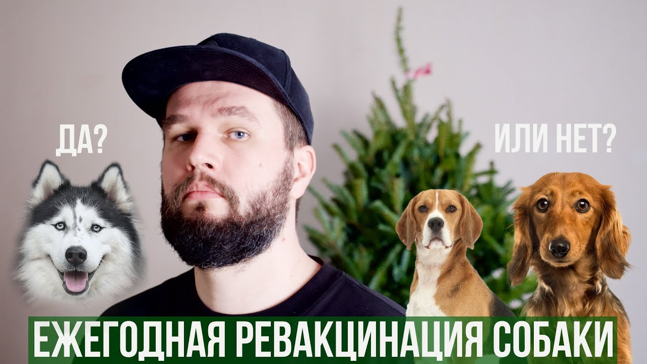 Стоит ли делать ежегодную ревакцинацию собаке?
