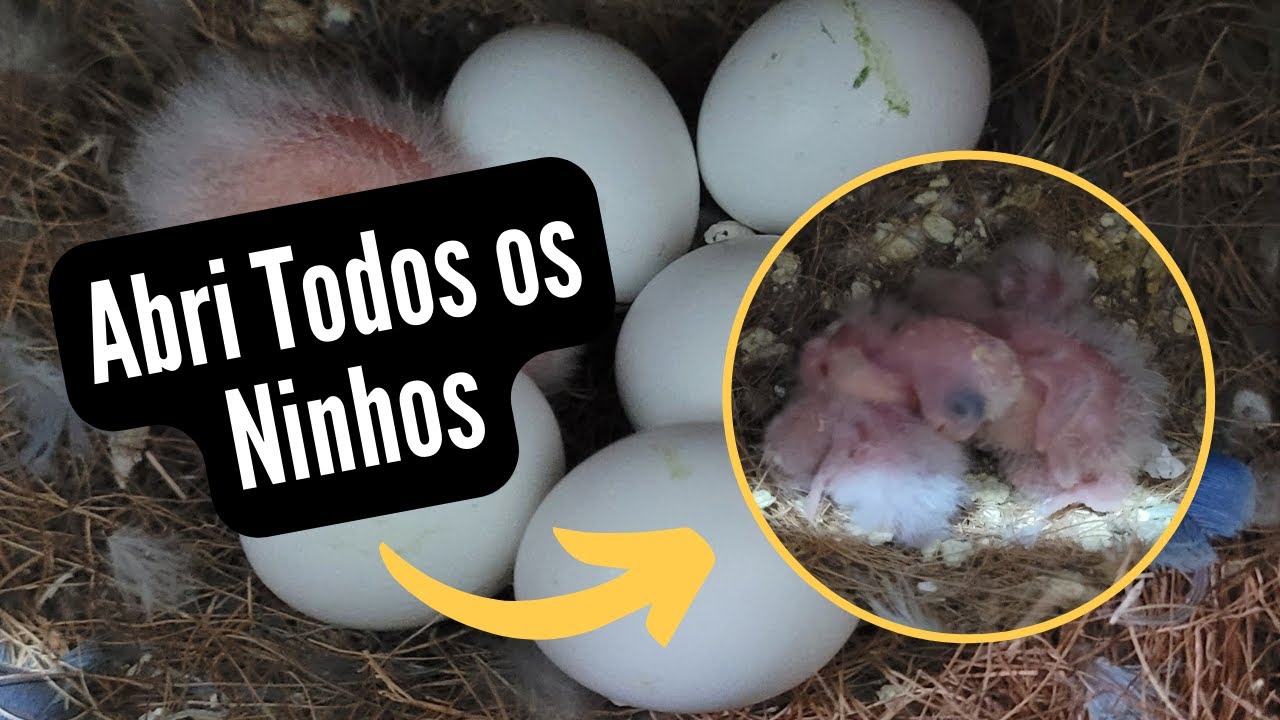 Abri Todos os Ninhos dos Agapornis e Mostrei Muitos Filhotes Agapornis Roseicollis