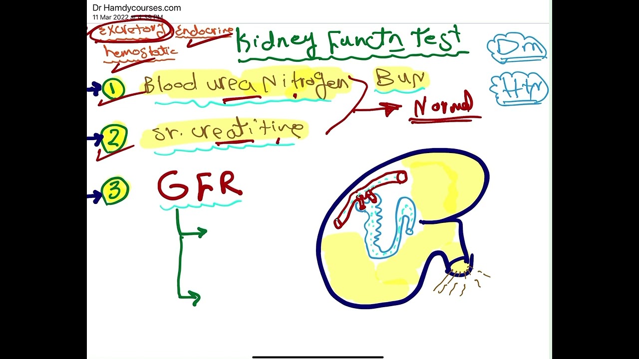 Kidney function test   Dr Hamdy