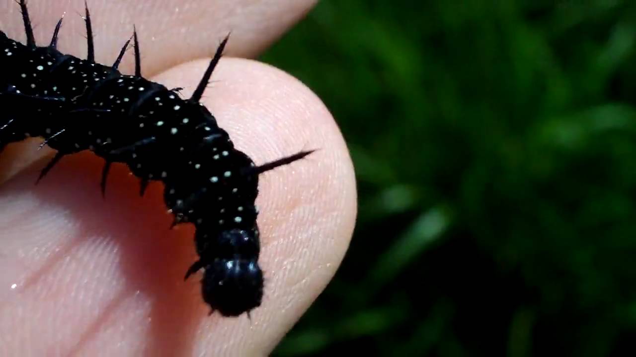 KODAK Zi6 macro