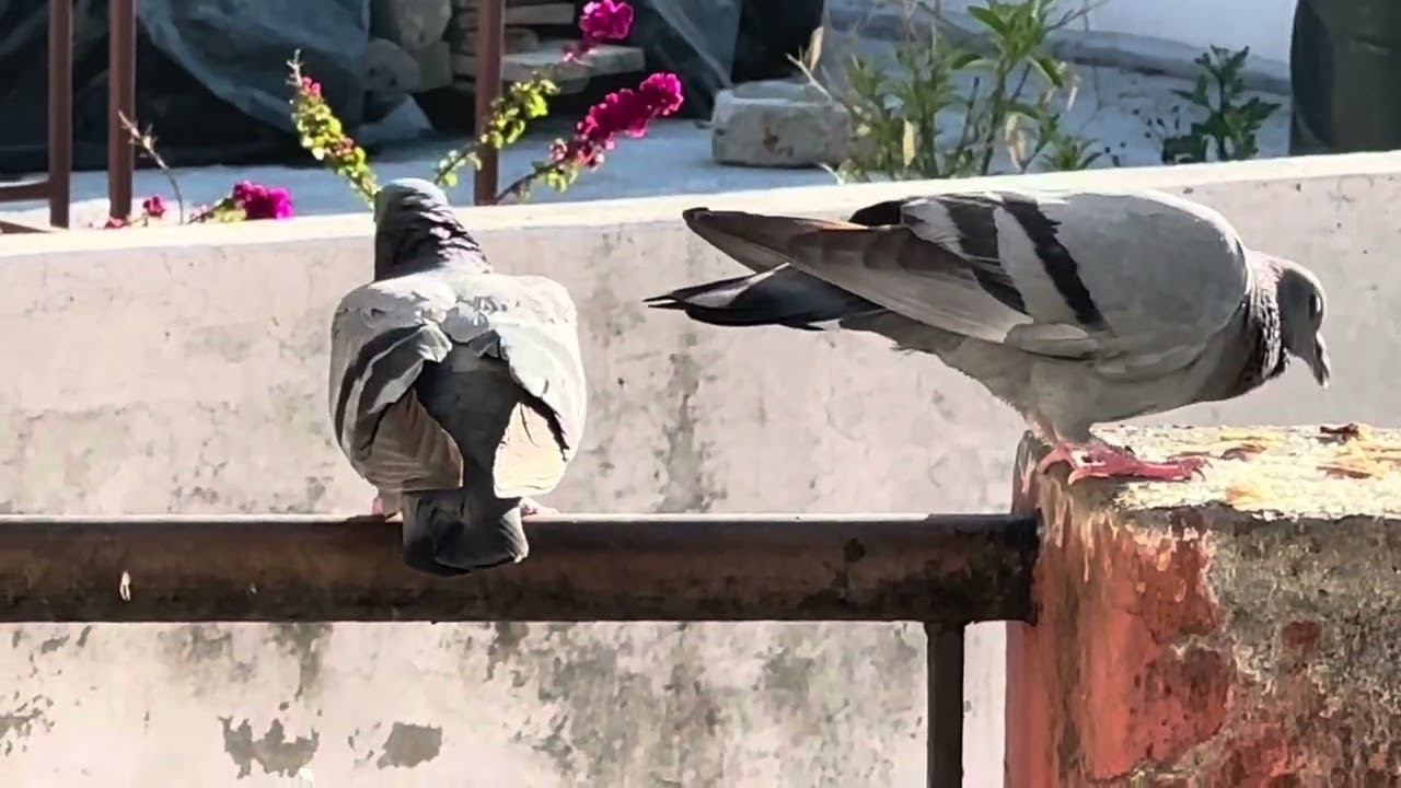 PIGEONS FIGHTING FOR FOOD | #naturelovingwoman #animals #birdlovers #birds #bird #birdlover #pigeon