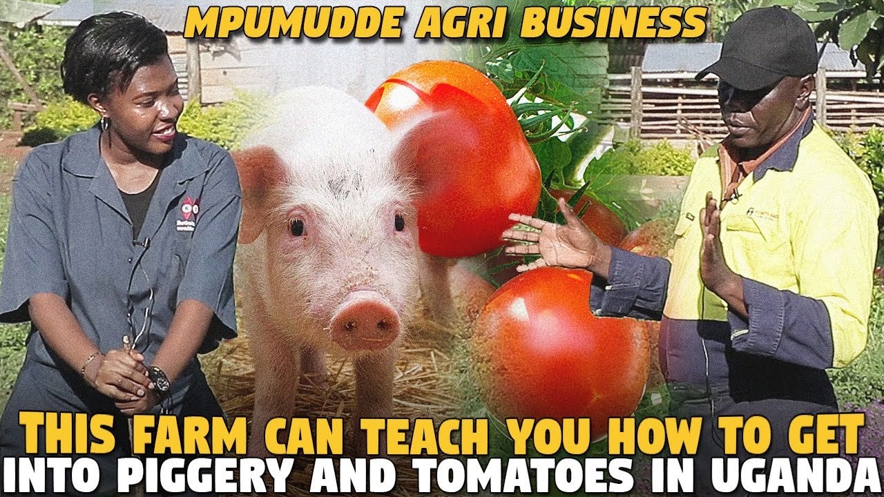 This Farm Can Teach You How To Get into Piggery and Tomatoes in Uganda (Mpumudde Agri Business)