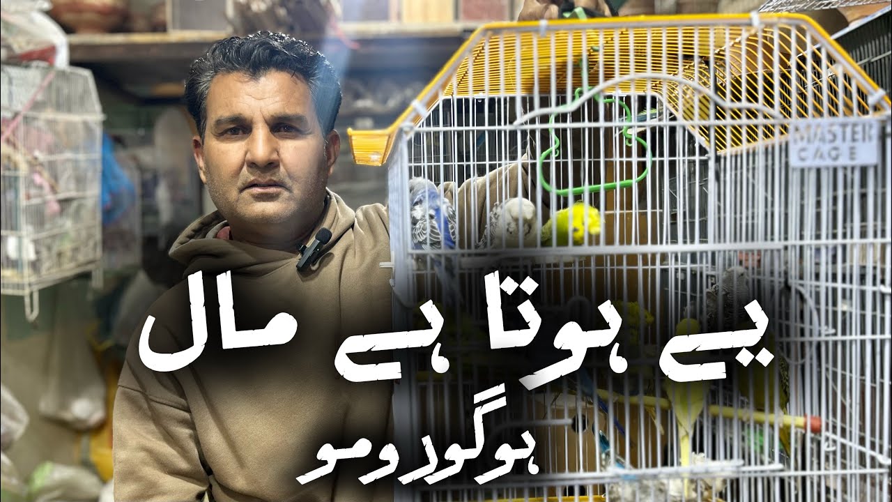 Ye Hota Hai Maal (Hogoromo Budgies) | Parinda Party & Others | 13/01/26 | North Karachi