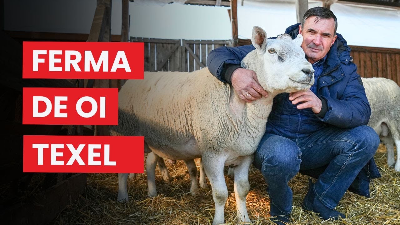 Ferma de oi din rasa TEXEL a lui Robert Bartha