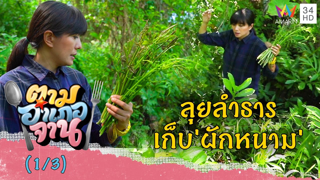 ลุยลำธารเก็บ 'ผักหนาม' ท่ามกลางธรรมชาติ | ตามอำเภอจาน | 24 ก.ย.65 (1/3)
