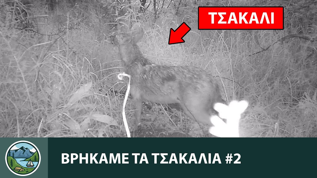 Βρήκαμε τα τσακάλια #2 - Άγρια Ζώα της Ελλάδας
