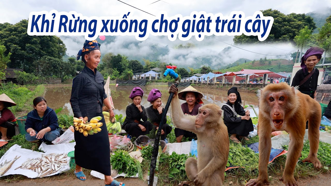 Chợ Mường Giàng mộc mạc hoà hợp với thiên nhiên-Bất ngờ đàn khỉ rừng xuống chợ xin trái cây
