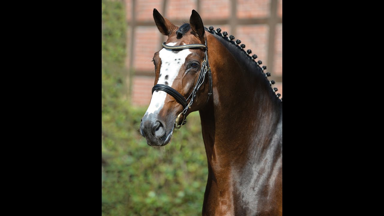 Balou du Rouet -  Stallion Collection Schockemoehle 2021 ENG