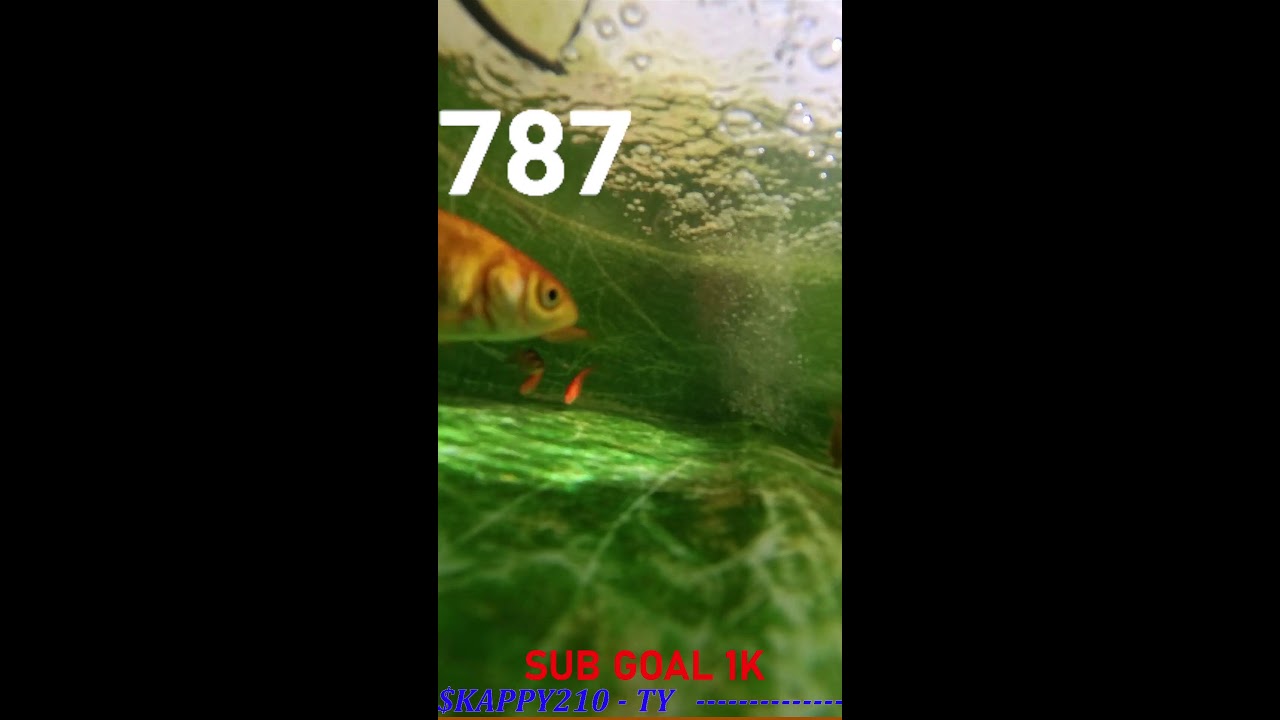 Live underwater goldfish tank cam