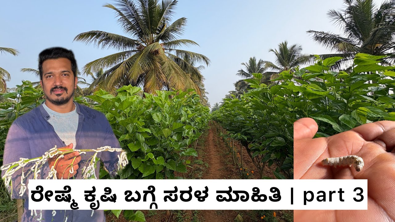 ರೇಷ್ಮೆ ಕೃಷಿ ಬಗ್ಗೆ ಸರಳ ಮಾಹಿತಿ| part 3