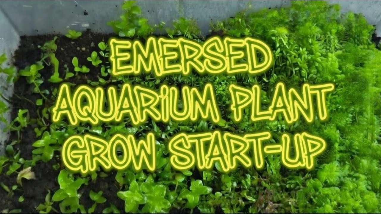 Emersed aquarium plant start-up! Beginning of our journey!
