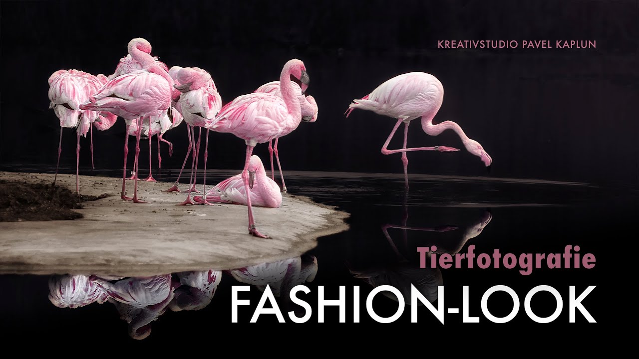Kreative Tierfotografie: Fotos mit Fashion-Look