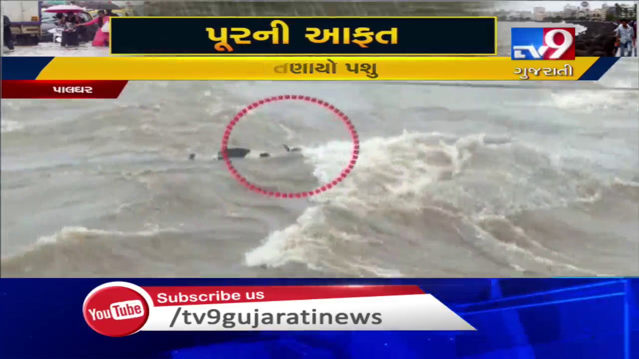 Mumbai Rains : Cow swept away by rain water in Maharashtra's Palghar | Tv9GujaratiNews