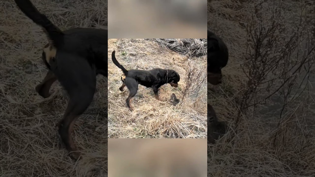 dog and rat videos #animals #animal #dog #pets #rat #shorts #shortvideo