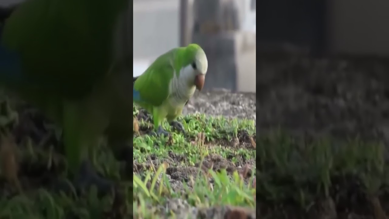 🦜 Cotorra monje: el loro m&aacute;s ruidoso y escandaloso del mundo