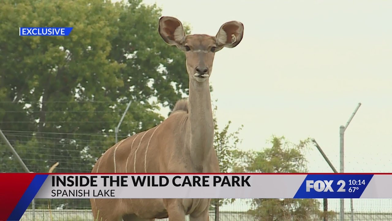FOX 2 Exclusive: A look inside Saint Louis Zoo WildCare Park - Opening in 2027