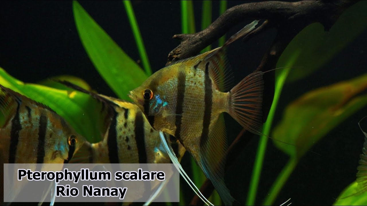 Skalare aus dem Rio Nanay  in Peru