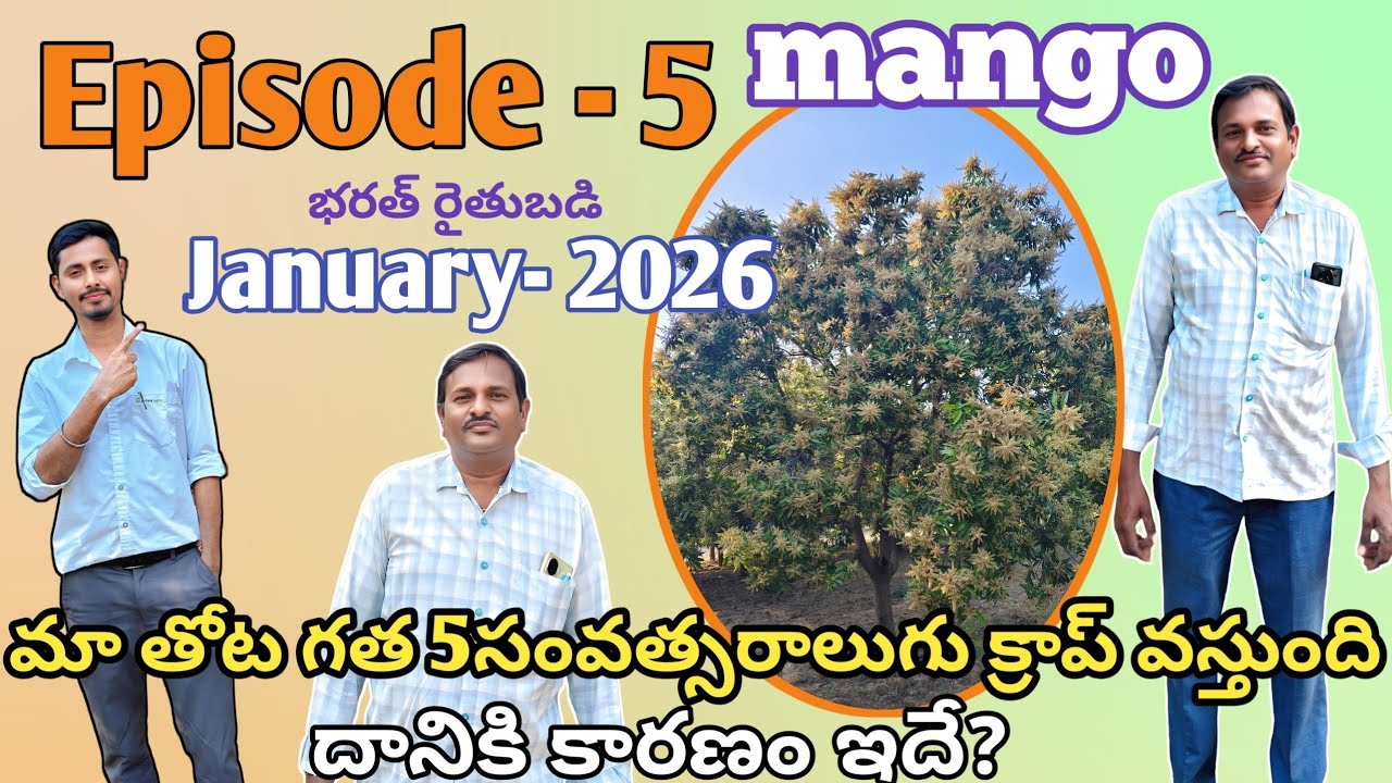Эпизод -5 История успеха Mango в 2026 году //Бхарат Раитхубади