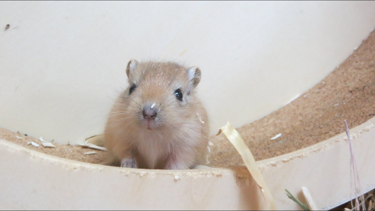 Rennmaus Babys erkunden die Welt #1😍🐭❤ MyGerbilsworld