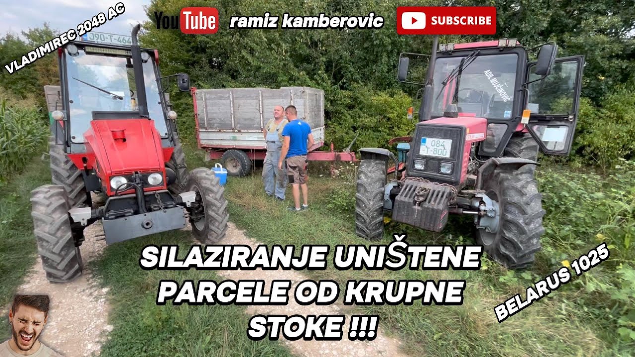 SILAZIRANJE UNIŠTENE PARCELE OD STRANE KOMŠIJSKE KRUPNE STOKE KOJA JE OPUSTOŠILA POLA KUKURUZA...