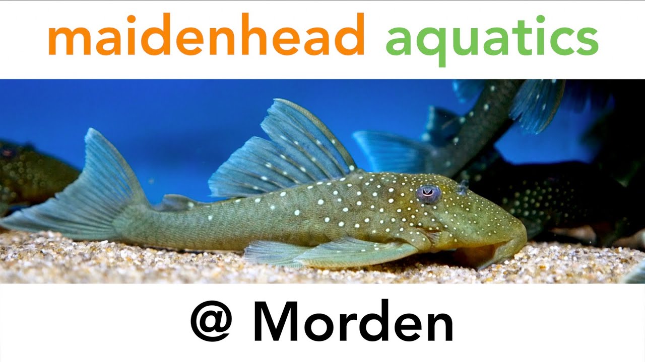Maidenhead Aquatics @ Morden