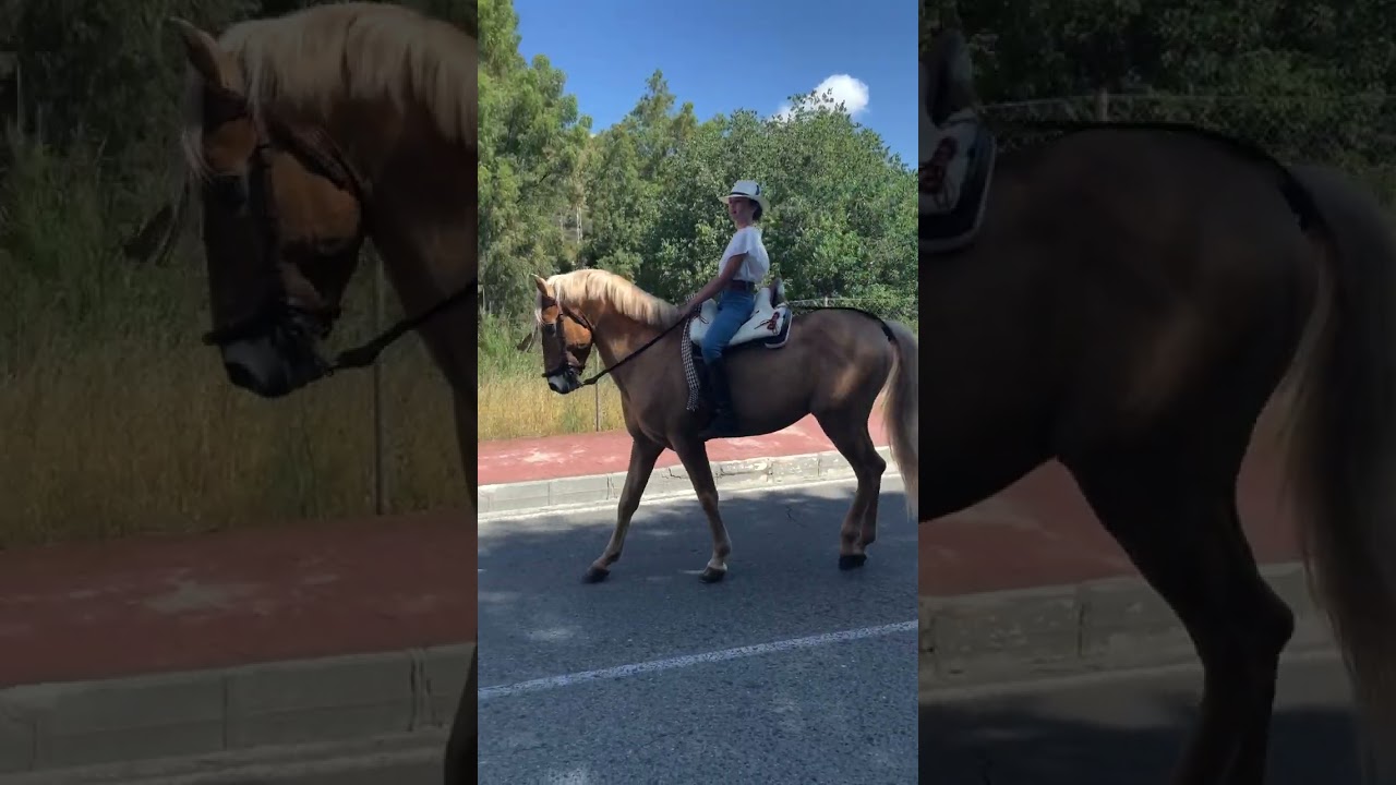 Romeria Coín Spain 2023