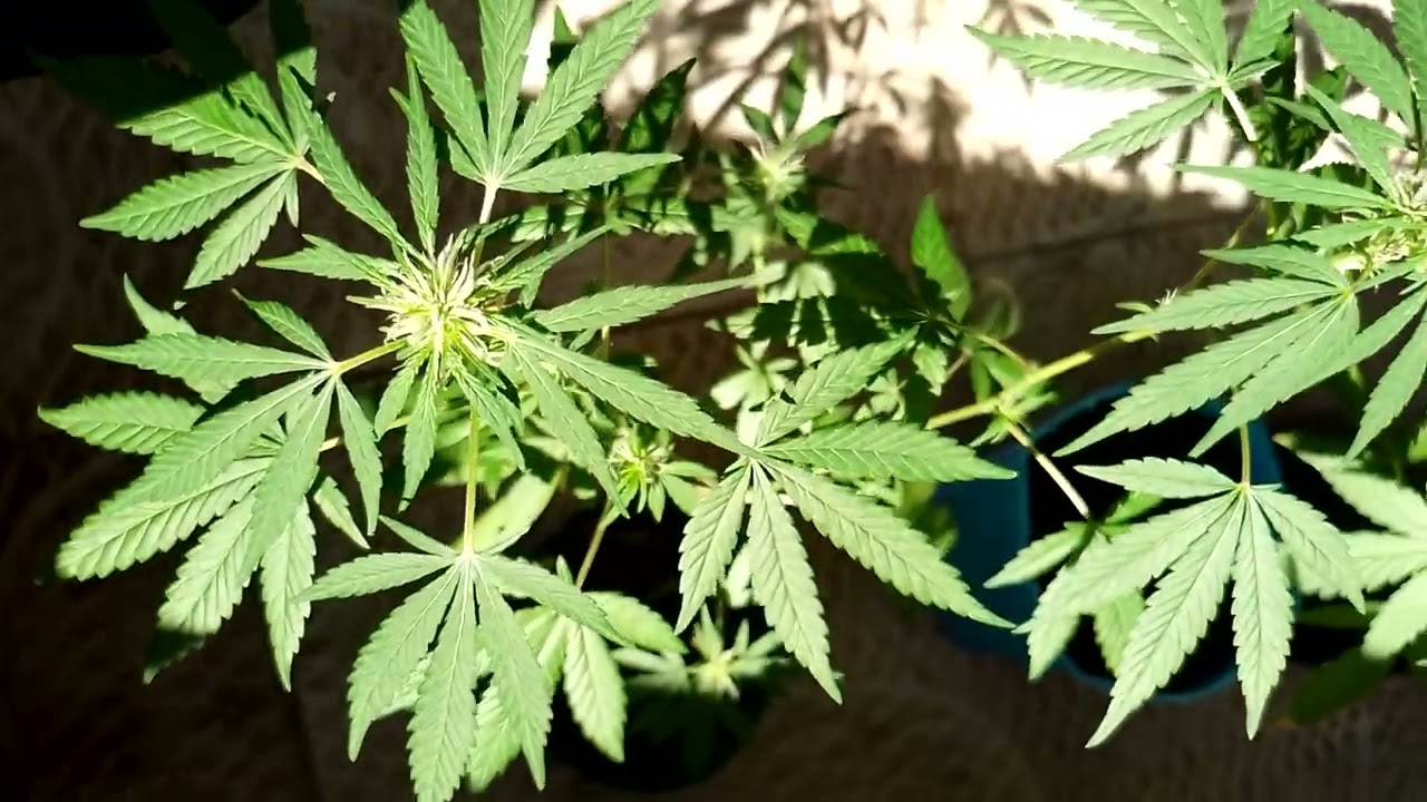outdoor baixo custo,prenseed 🙌🤞#legalizej&aacute; #4i20 #descriminalizastf #jardineironao&eacute;traficante