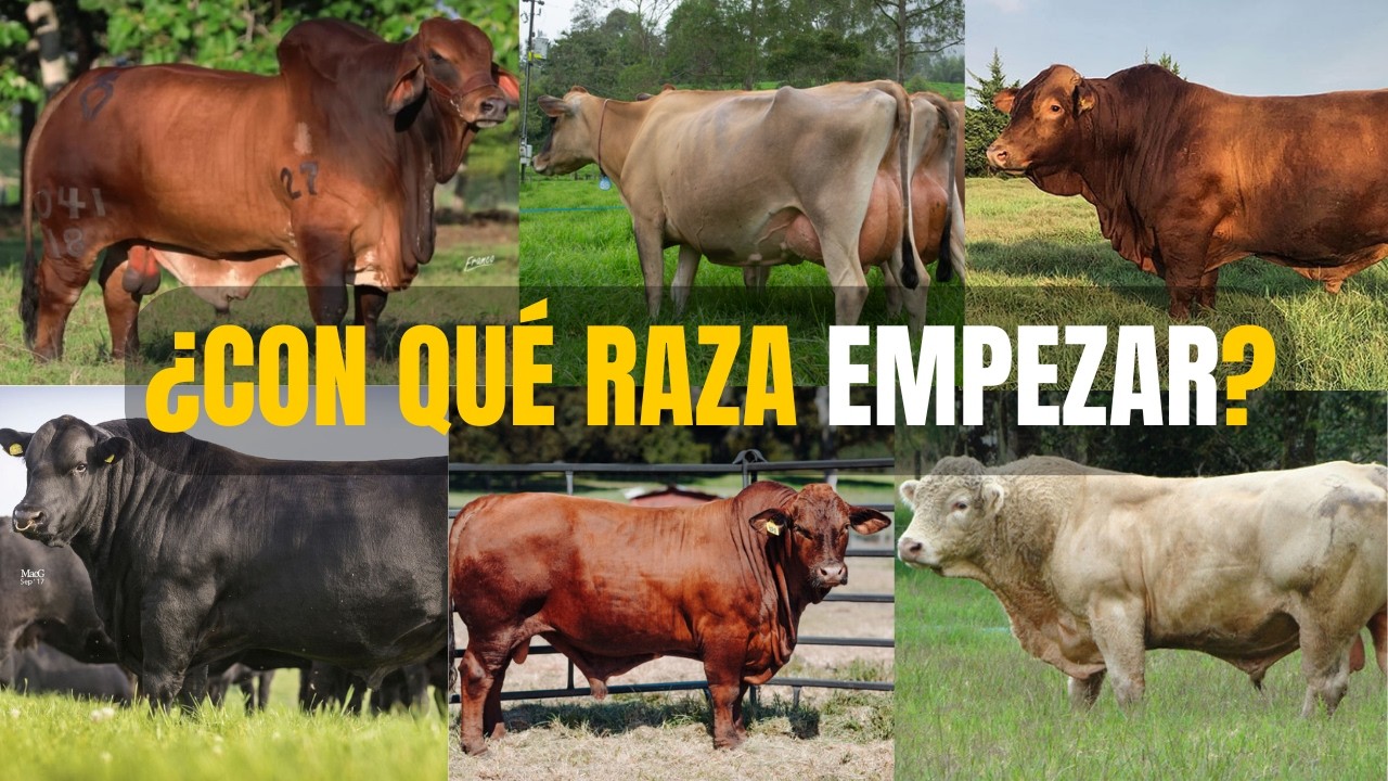 Las MEJORES Razas para Iniciar en Ganadería