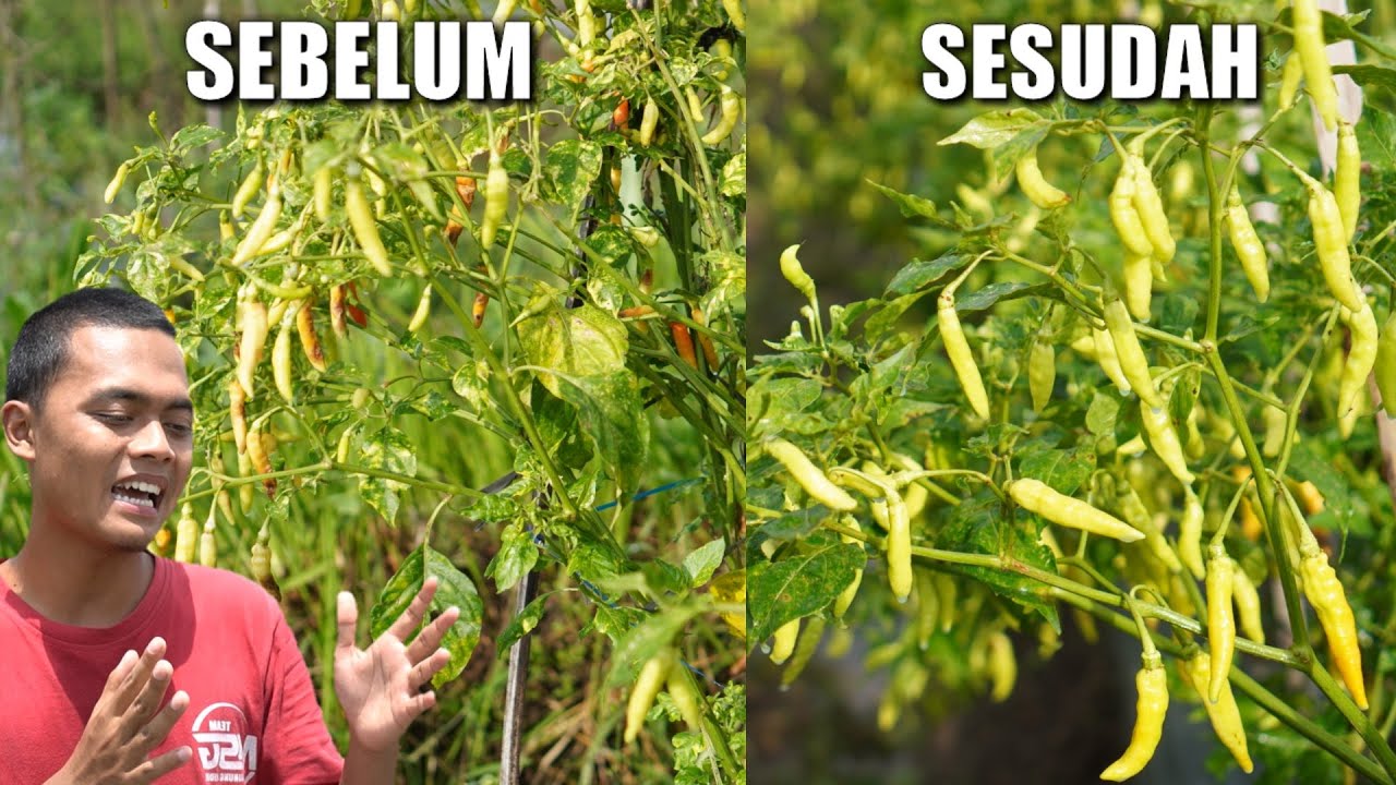 CARA MENGATASI PATEK PADA CABE RAWIT | CARA MENANAM CABE