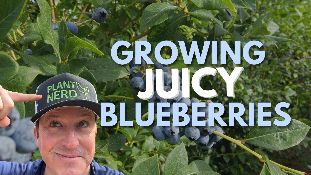 The Key to Growing the Juiciest Blueberries 🫐 Planting & Pruning Tips