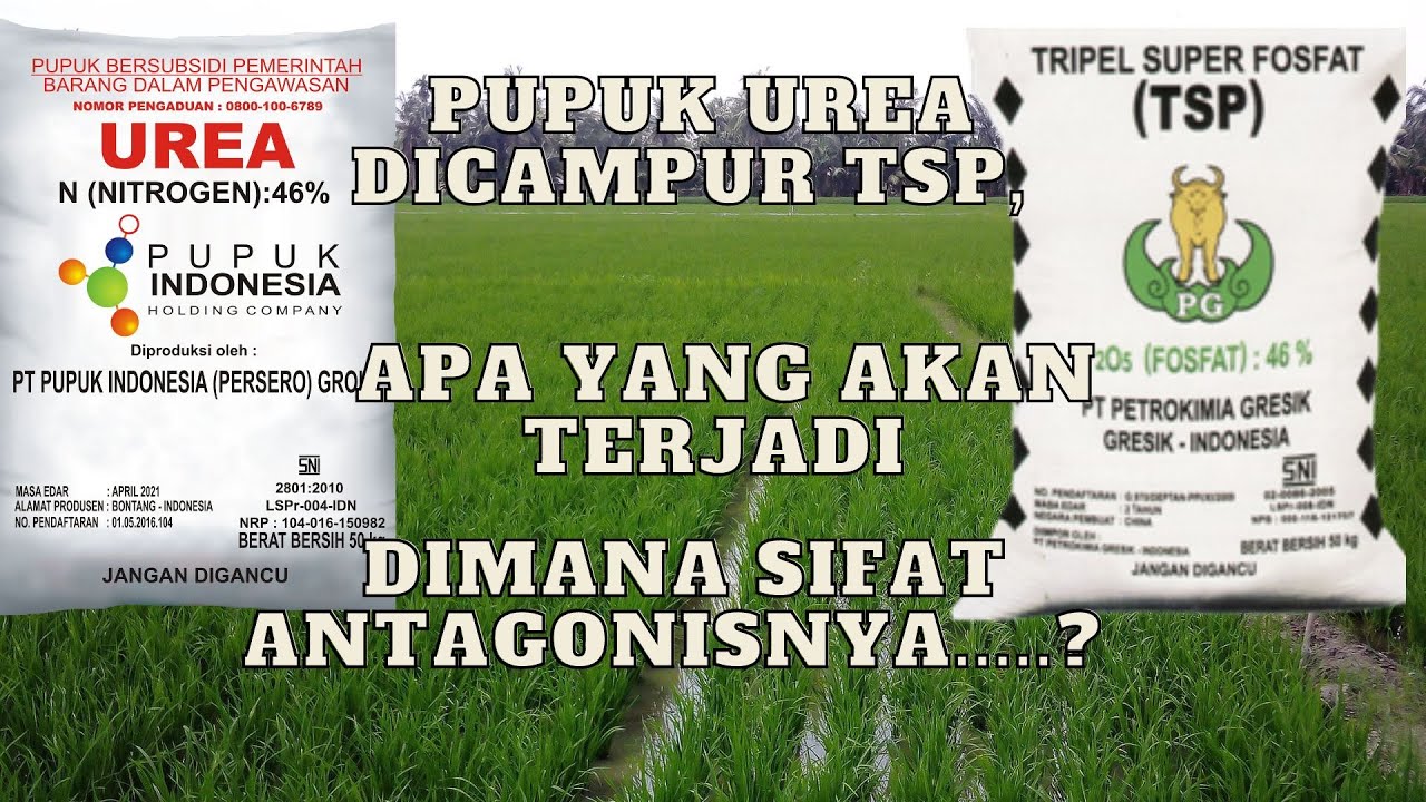 PUPUK UREA DICAMPUR  TSP APA YANG AKAN TERJADI