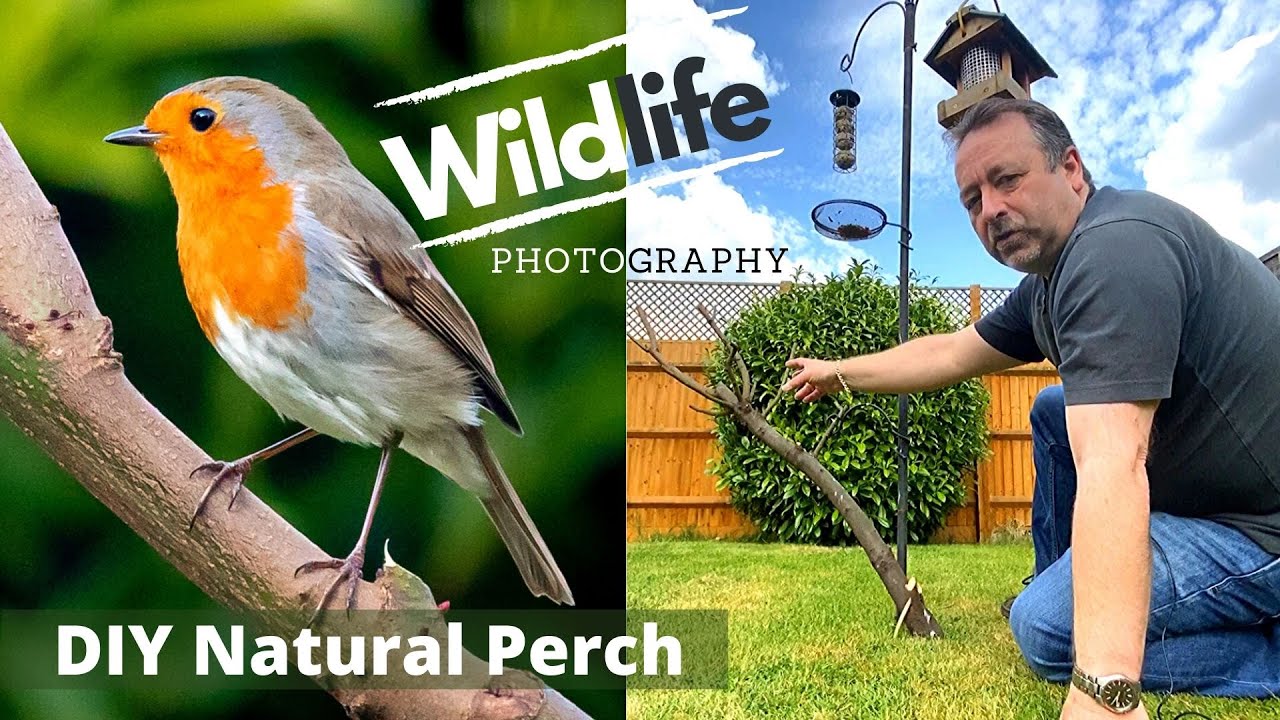 GARDEN WILDLIFE PHOTOGRAPHY UK | Ep 3 | Making a Natural Perch for Birds