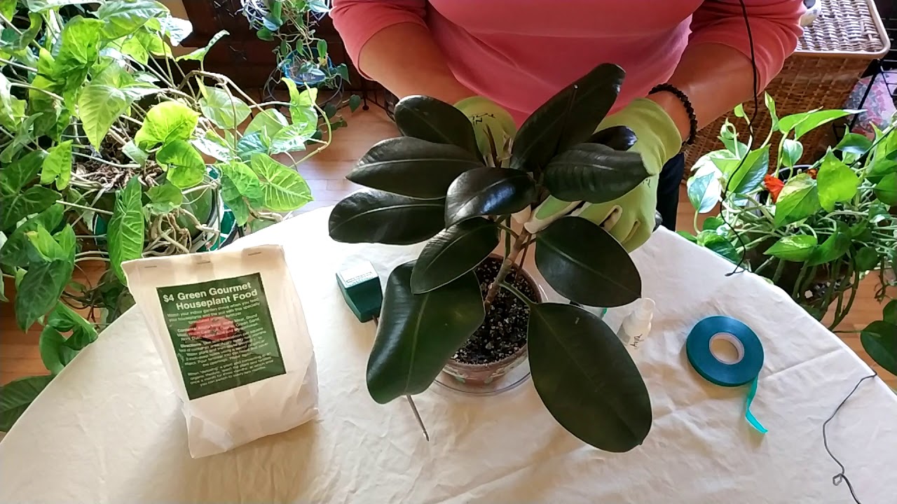 How to Save a Plant with Root Rot (Part 3)