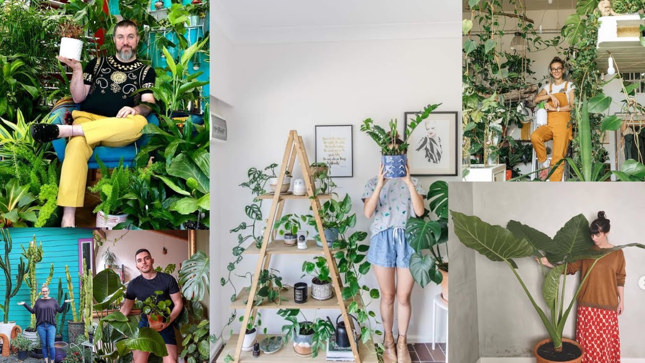 Indoor Plantation Status | Mini Forest at Home | Daily Videos
