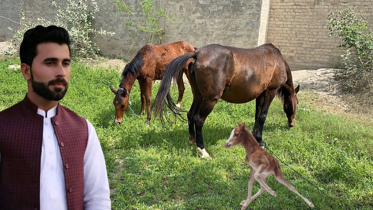 Kajal Baby dyne Lagi 😆Horse a baby ane wala 🐎 Pets Lover in Punjab 