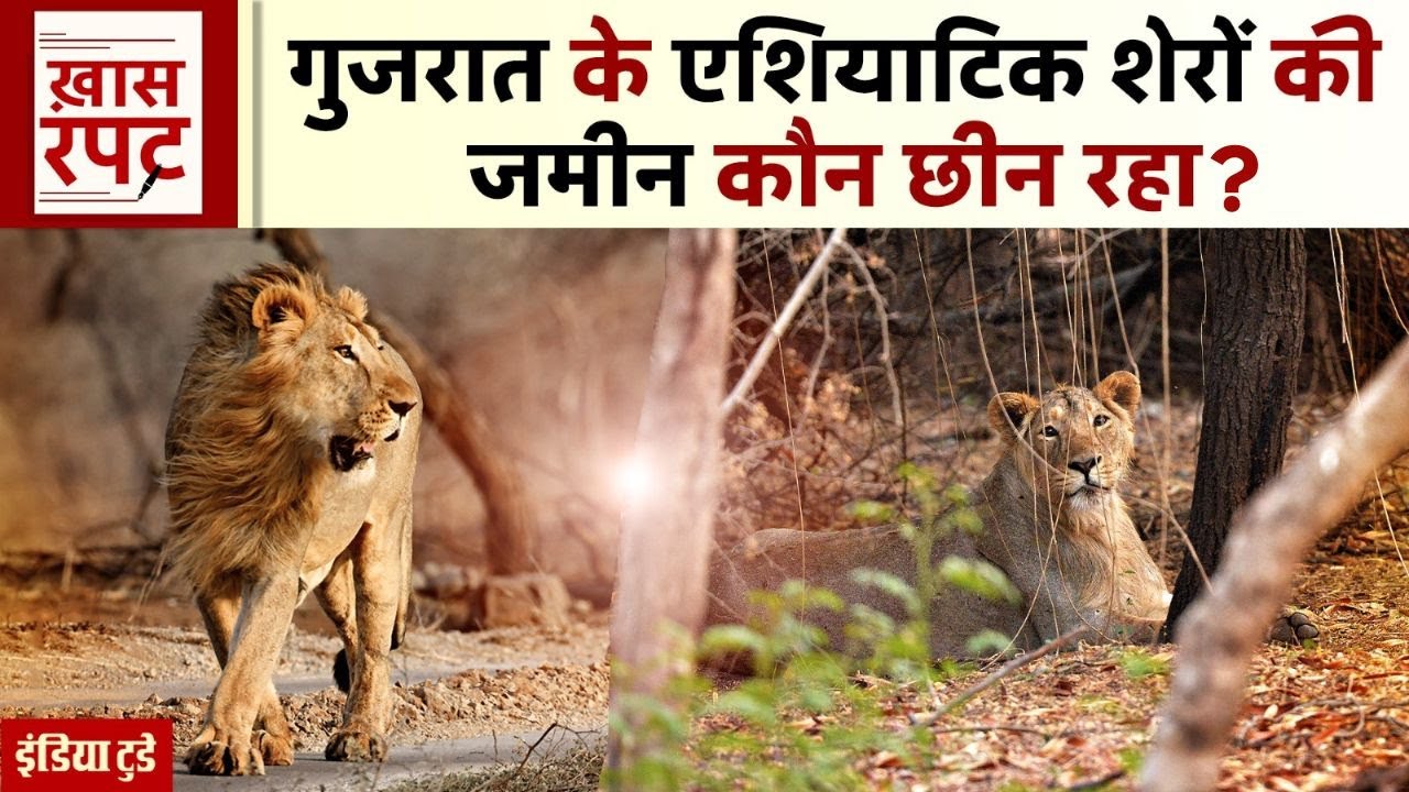 Gujarat | Gir Wildlife Sanctuary के Buffer Zone पर क्यों हो रहा विवाद? | Asiatic Lions